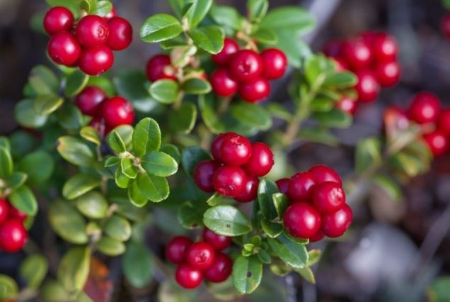 brusinky keřík min